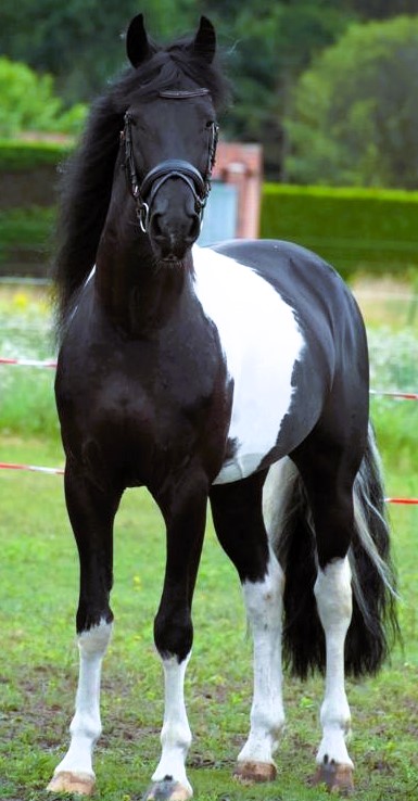 Recently Sold Friesian HEINO SPORT 